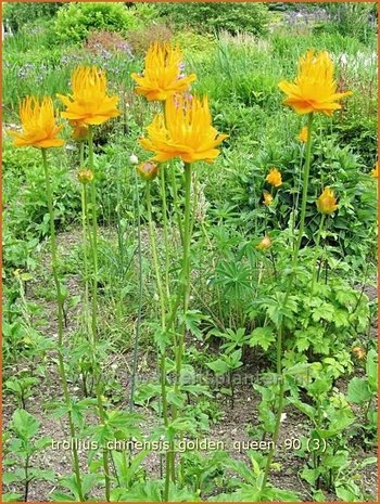 Trollius chinensis 'Golden Queen' | Kogelbloem, Globebloem