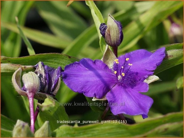 Tradescantia 'Purewell Giant' | Eendagsbloem, Vaderplant, Matrozensla | Dreimasterblume