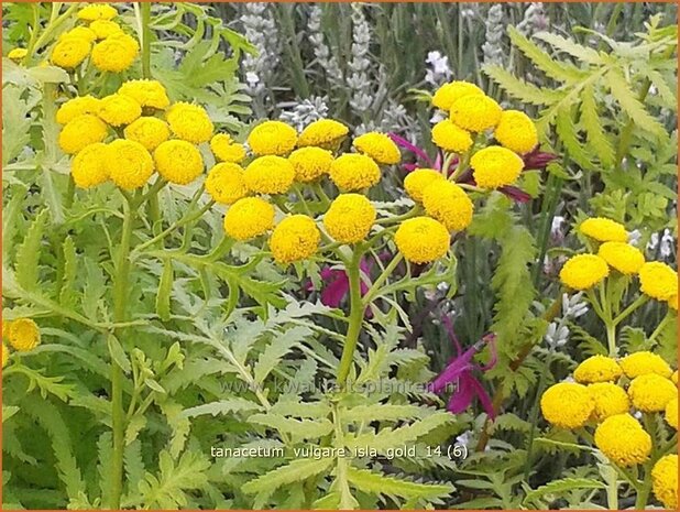 Tanacetum vulgare 'Isla Gold' | Boerenwormkruid, Wormkruid