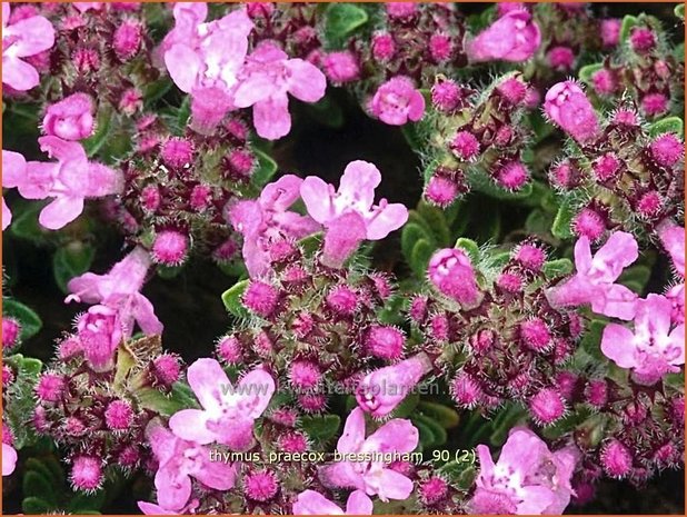 Thymus praecox 'Bressingham' | Kruiptijm, Tijm