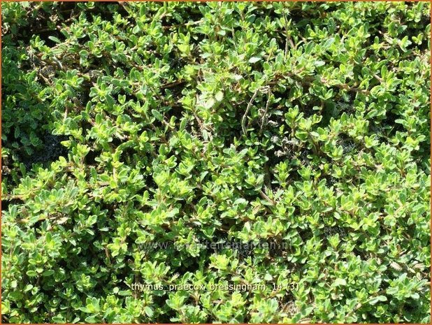 Thymus praecox 'Bressingham' | Kruiptijm, Tijm