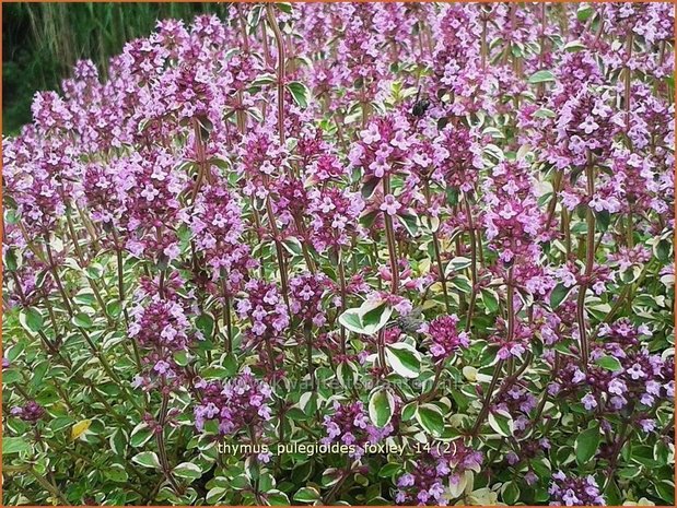 Thymus pulegioides 'Foxley' | Grote tijm, Tijm