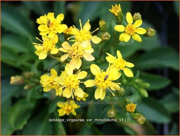 Solidago virgaurea var. minutissima | Guldenroede
