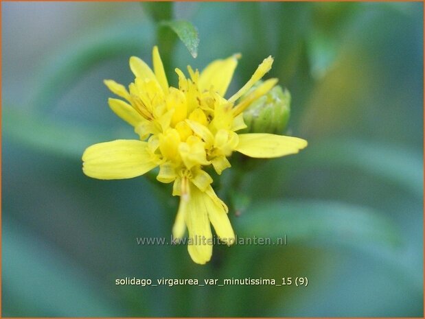 Solidago virgaurea var. minutissima | Guldenroede