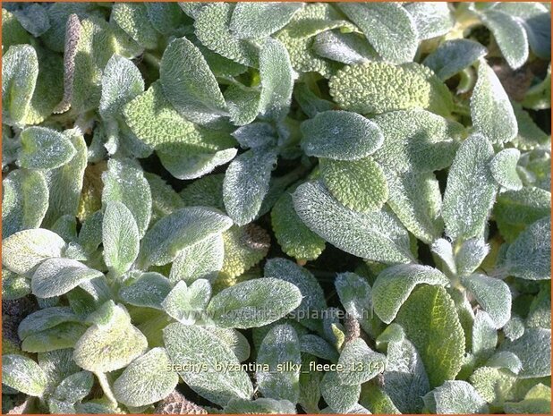 Stachys byzantina 'Silky Fleece' | Ezelsoor, Andoorn, Bereoren