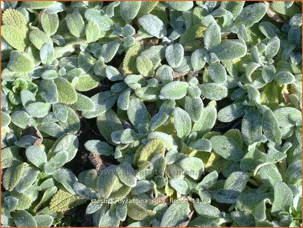 Stachys byzantina 'Silky Fleece' | Ezelsoor, Andoorn, Bereoren