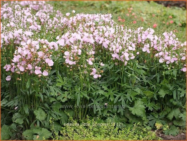 Sidalcea 'Little Princess' | Griekse malva