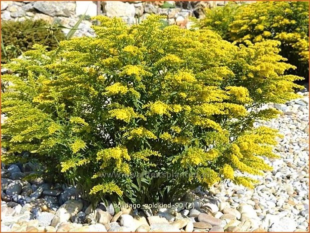 Solidago 'Goldkind' | Guldenroede