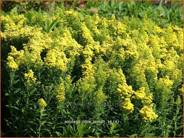 Solidago &#39;Little Lemon&#39; | Guldenroede | Goldrute