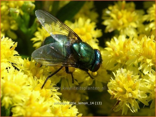 Solidago &#39;Little Lemon&#39; | Guldenroede | Goldrute