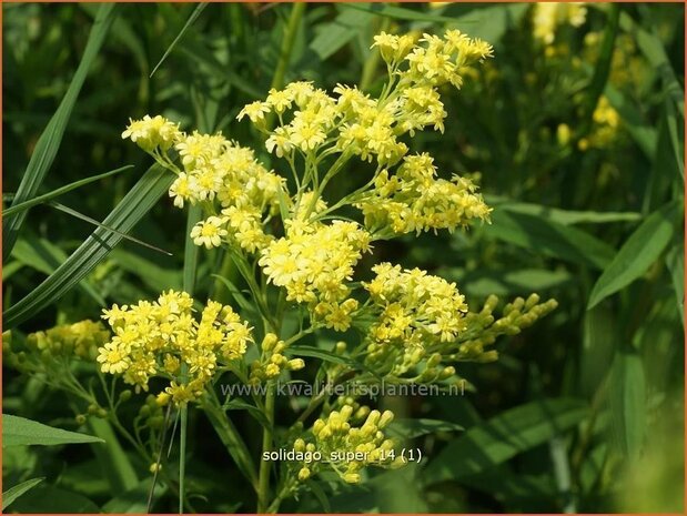 Solidago 'Super' | Guldenroede