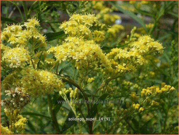 Solidago 'Super' | Guldenroede