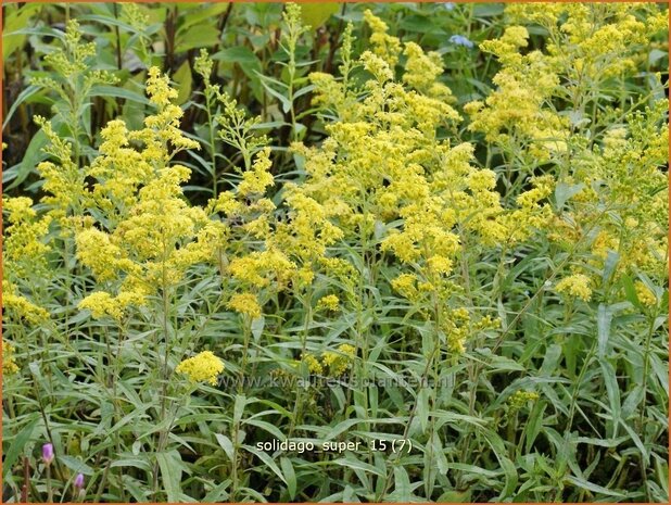 Solidago 'Super' | Guldenroede