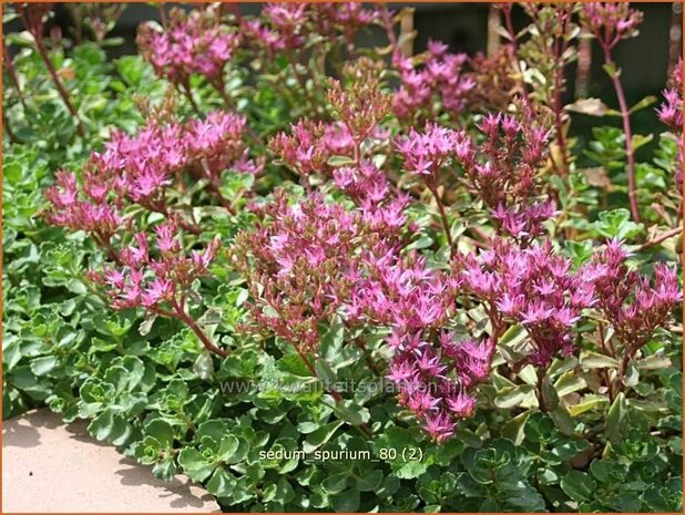 Sedum spurium | Hemelsleutel, Vetkruid