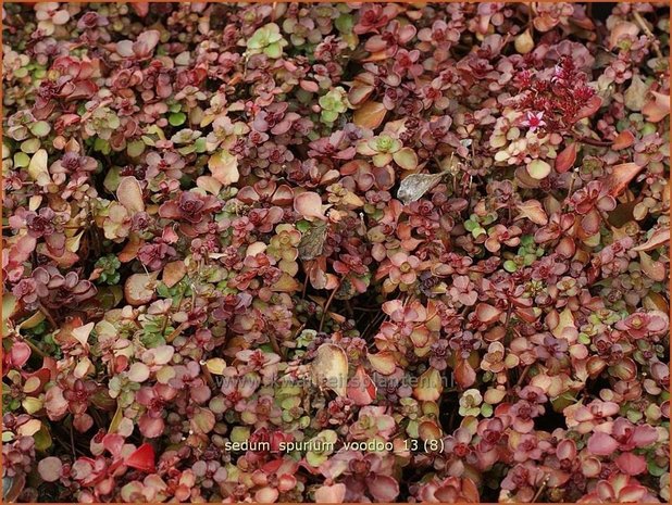 Sedum spurium 'Voodoo' | Roze vetkruid