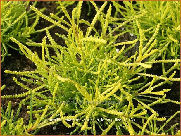 Santolina chamaecyparissus 'Lemon Fizz' | Heiligenbloem, Cipressenkruid