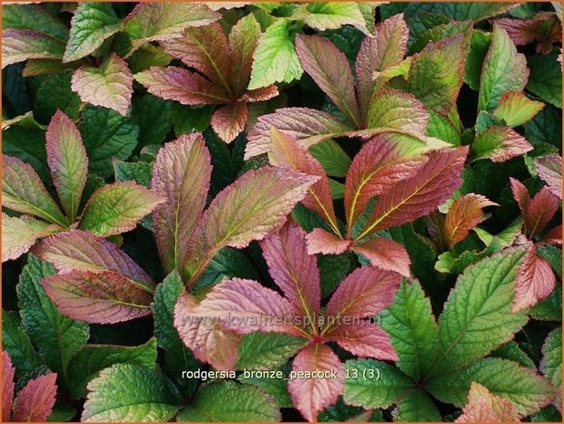 Rodgersia &#39;Bronze Peacock&#39; | Schout-bij-nacht, Kijkblad | Schaublatt