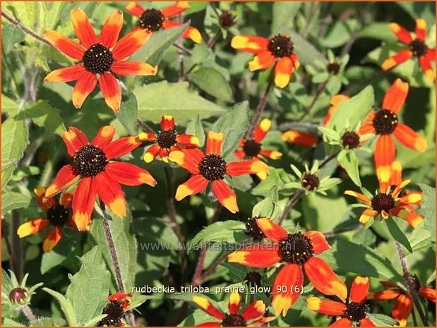 Rudbeckia triloba 'Prairie Glow' | Zonnehoed