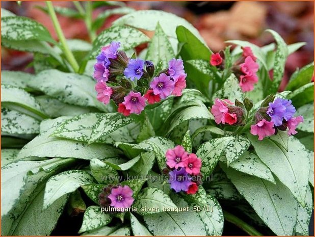 Pulmonaria 'Silver Bouquet' | Longkruid