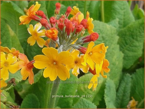 Groene bonen Wantrouwen Oorlogsschip Etageprimula - Primula bulleyana - Sleutelbloem - kopen bestellen -  KwaliteitsPlanten.nl