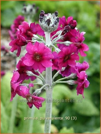 Primula pulverulenta | Sleutelbloem, Etageprimula