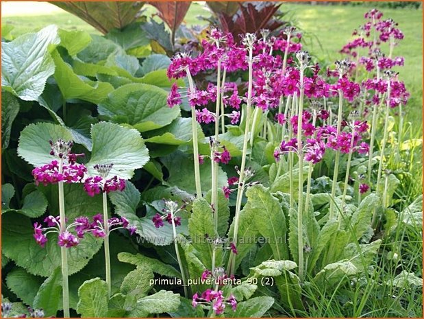 Primula pulverulenta | Sleutelbloem, Etageprimula