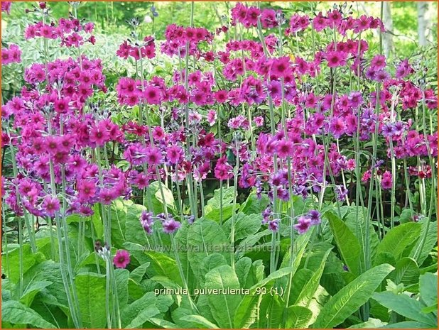 Primula pulverulenta | Sleutelbloem, Etageprimula