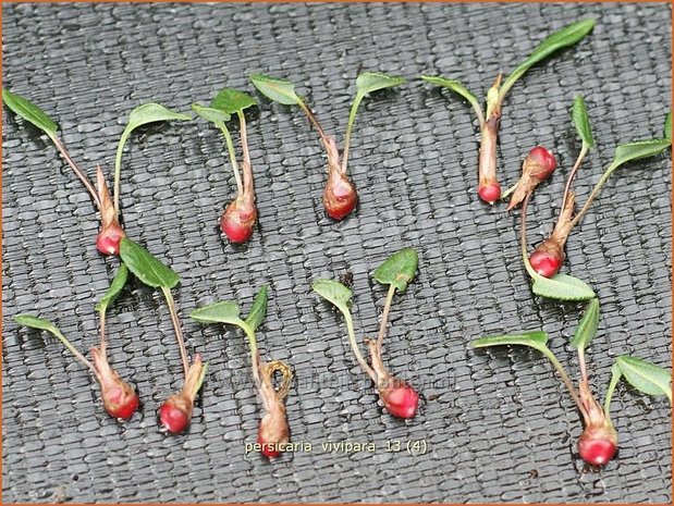Persicaria vivipara | Broedbistorta, Levendbarende duizendknoop
