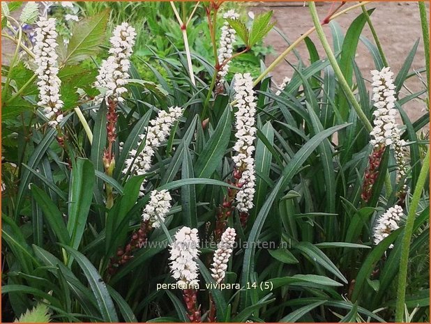 Persicaria vivipara | Broedbistorta, Levendbarende duizendknoop