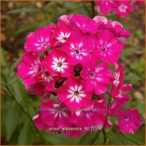 Phlox 'Alexandra' | Vlambloem