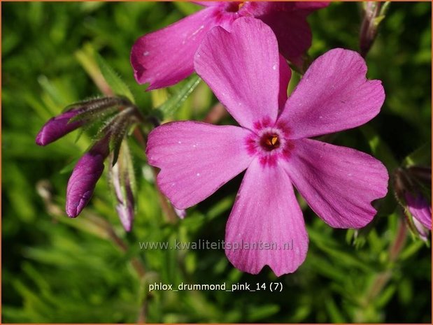 Phlox 'Drummond Pink' | Vlambloem, Kruipphlox