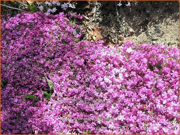 Phlox 'Drummond Pink' | Vlambloem, Kruipphlox