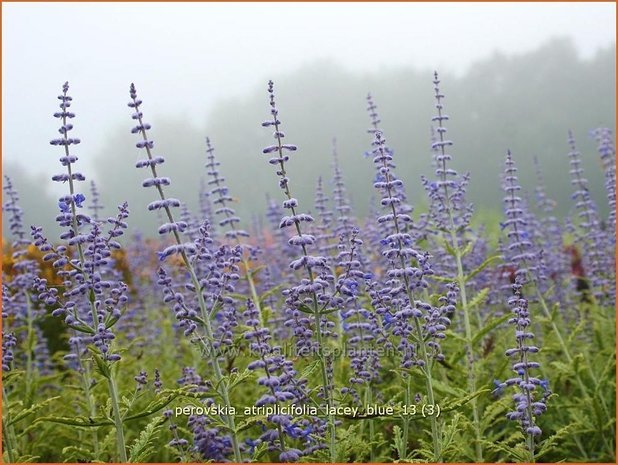 Perovskia atriplicifolia 'Lacey Blue' | Russische salie, Blauwspirea, Reuzenlavendel | Meldeblättrige Blauraute