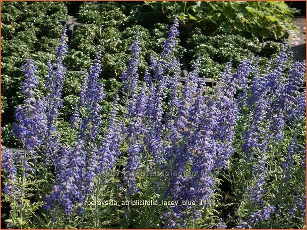 Perovskia atriplicifolia 'Lacey Blue' | Russische salie, Blauwspirea, Reuzenlavendel | Meldeblättrige Blauraute