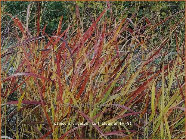 Panicum virgatum 'Kurt Bluemel' | Vingergras, Parelgierst | Rutenhirse