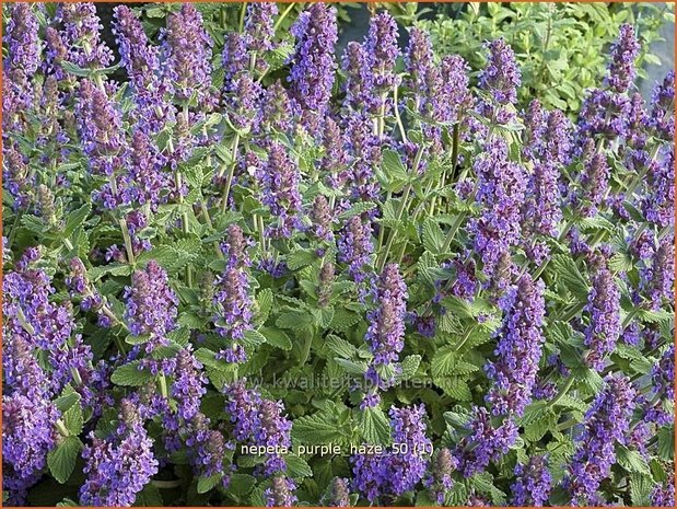 Nepeta 'Purple Haze' | Kattekruid, Kattenkruid