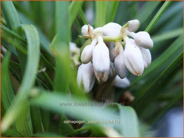 Ophiopogon japonicus | Slangenbaard, Japans slangengras