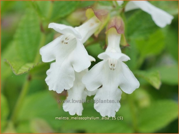 Melittis melissophyllum 'Alba' | Bastaardmelisse, Bijenblad