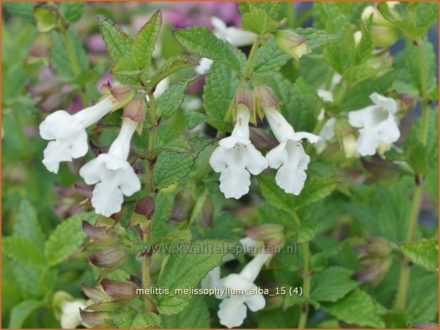 Melittis melissophyllum 'Alba' | Bastaardmelisse, Bijenblad