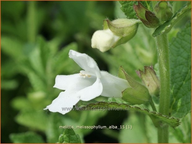 Melittis melissophyllum 'Alba' | Bastaardmelisse, Bijenblad