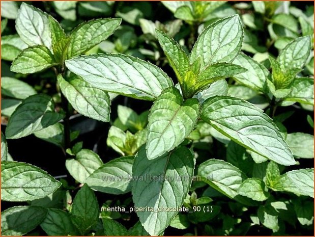 Mentha piperita 'Chocolate' | Bastaardmelisse, Pepermunt, Munt