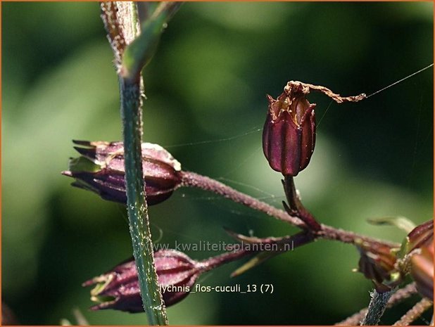 Lychnis flos-cuculi | Echte koekoeksbloem, Koekoeksbloem | Kuckucks-Lichtnelke