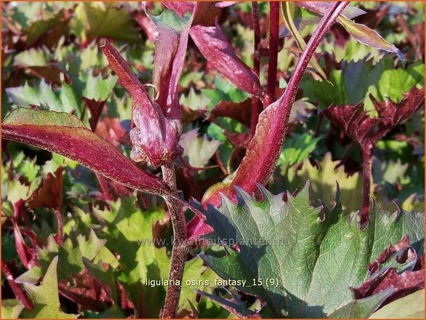 Ligularia 'Osiris Fantasy' | Kruiskruid