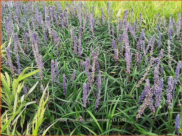 Liriope muscari 'Lilac Wonder' | Leliegras