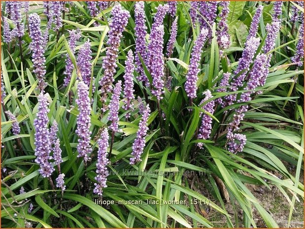 Liriope muscari 'Lilac Wonder' | Leliegras
