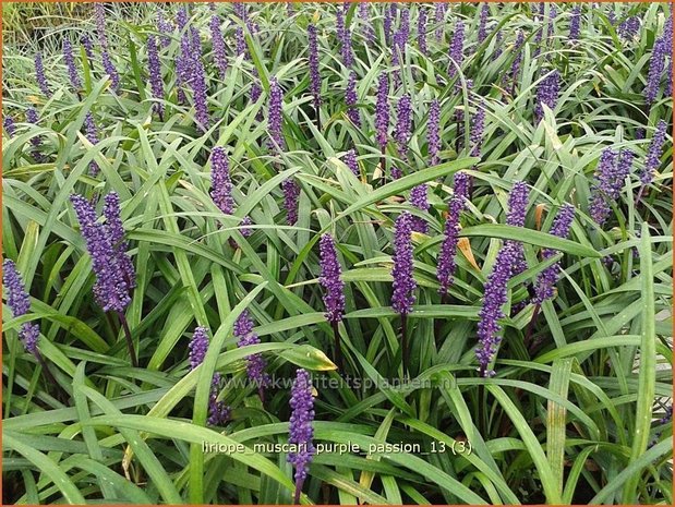 Liriope muscari 'Purple Passion' | Leliegras