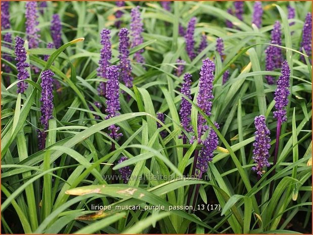 Liriope muscari 'Purple Passion' | Leliegras