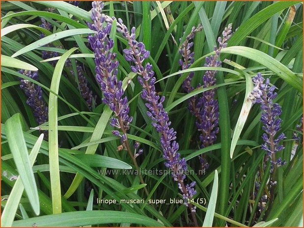 Liriope muscari 'Super Blue' | Leliegras