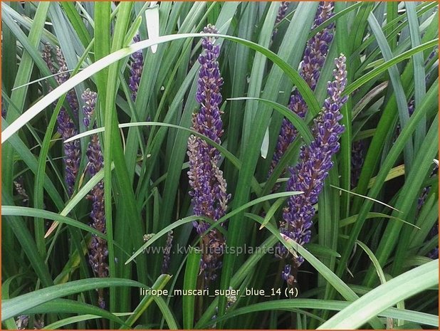 Liriope muscari 'Super Blue' | Leliegras
