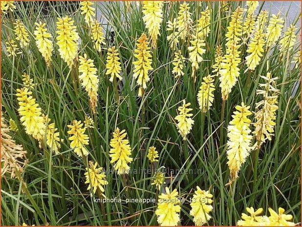 Kniphofia 'Pineapple Popsicle' | Vuurpijl, Fakkellelie